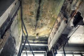 Best Comprehensive Air Testing for Mold Contaminants  in Ferndale, CA